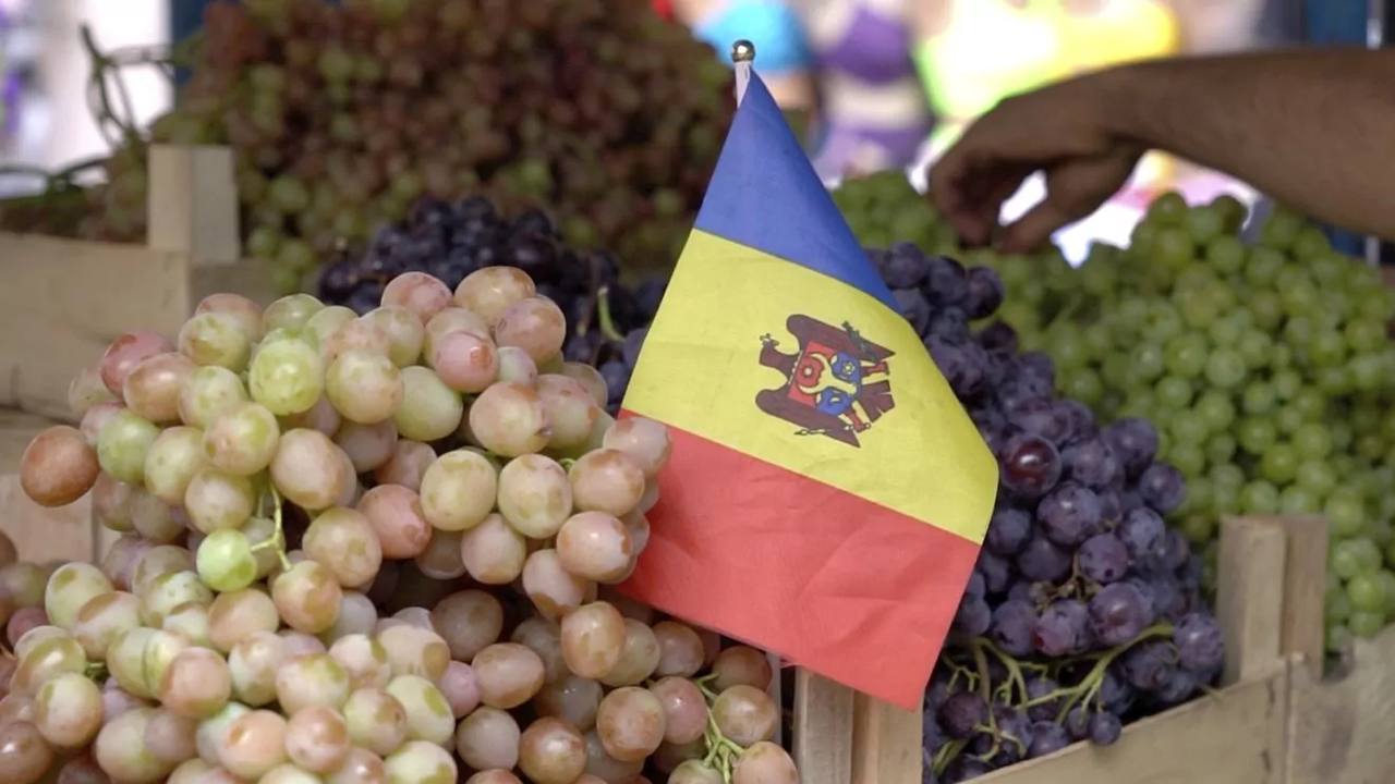 Butasi de Vita de Vie pentru Masa