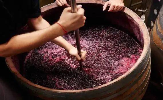 Butasi de Vita de Vie pentru Vin