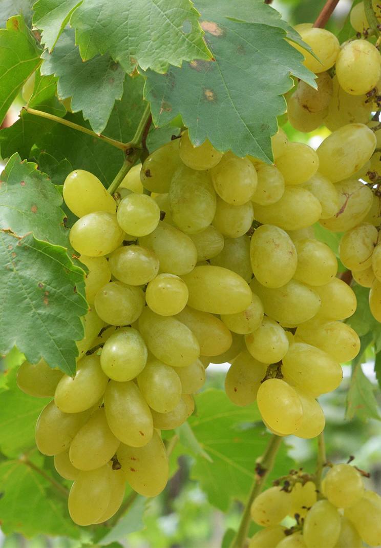 Centennial Seedless