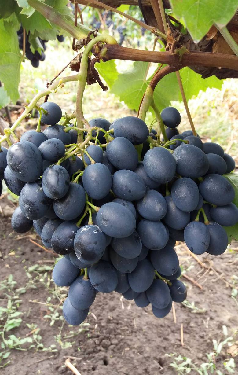 Cubani