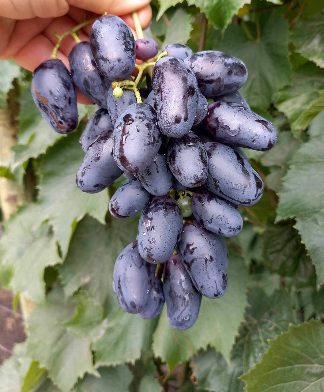 Rămbo