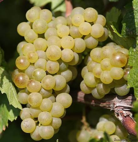 Chardonnay