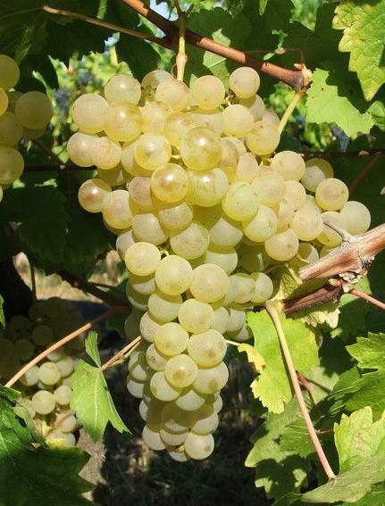 Chasselas (Sașla)